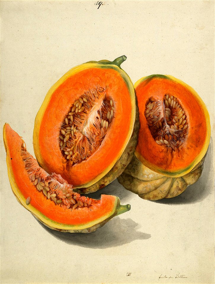 Emilie von Büttner Kürbisse