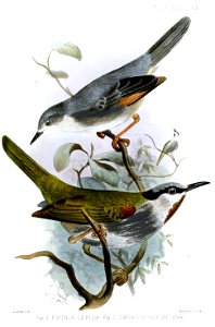 EminiaDrymocichlaSmit