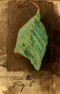 Emma Beach Thayer - Smaller Spotted Beach Leaf Edge Caterpillar, study for book Concealing Coloration in the Animal Kingdom - 1950.2.24D - Smithsonian American Art Museum