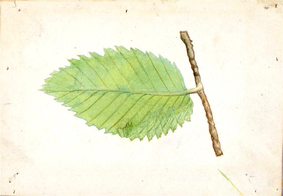 Emma Beach Thayer - Jagged Leaf Edge Caterpillar, study for book Concealing Coloration in the Animal Kingdom - 1950.2.26C - Smithsonian American Art Museum