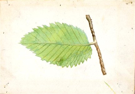 Emma Beach Thayer - Jagged Leaf Edge Caterpillar, study for book Concealing Coloration in the Animal Kingdom - 1950.2.26C - Smithsonian American Art Museum