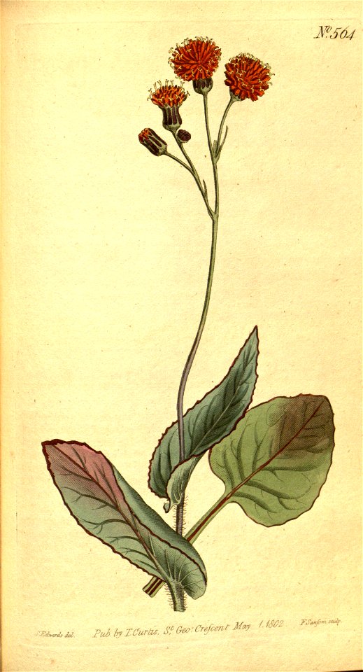 Emilia coccinea - 001x