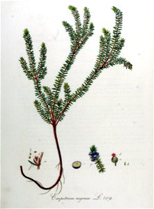 Empetrum nigrum — Flora Batava — Volume v9