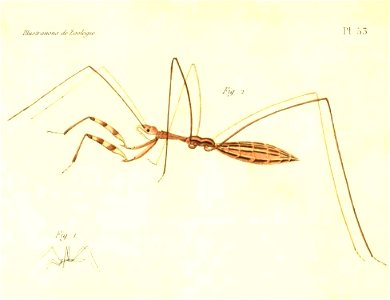 Empicoris vagabundus, 1831, René-Primevère Lesson