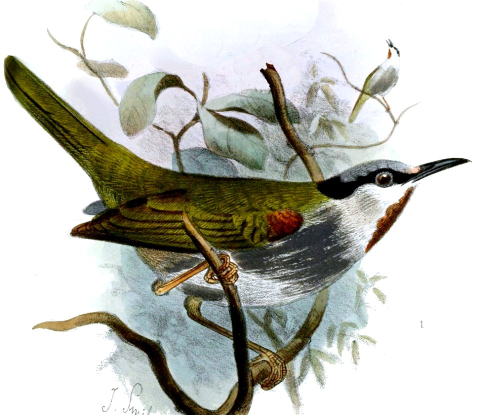 Eminia lepida Smit