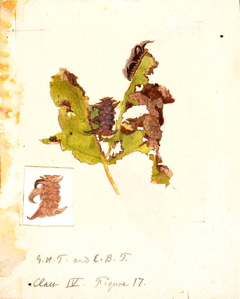 Emma Beach Thayer - Crumpled Leaf Caterpillar, study for book Concealing Coloration in the Animal Kingdom - 1950.2.27A - Smithsonian American Art Museum