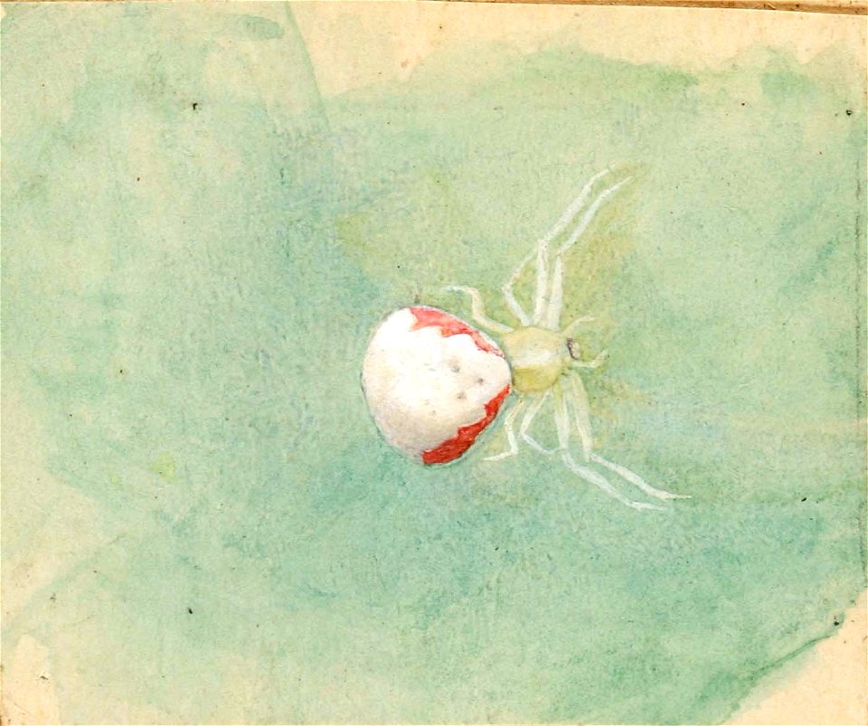 Emma Beach Thayer - Porcelain-White Spider - 1950.2.28A - Smithsonian American Art Museum