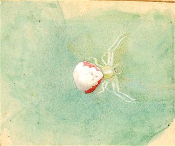 Emma Beach Thayer - Porcelain-White Spider - 1950.2.28A - Smithsonian American Art Museum