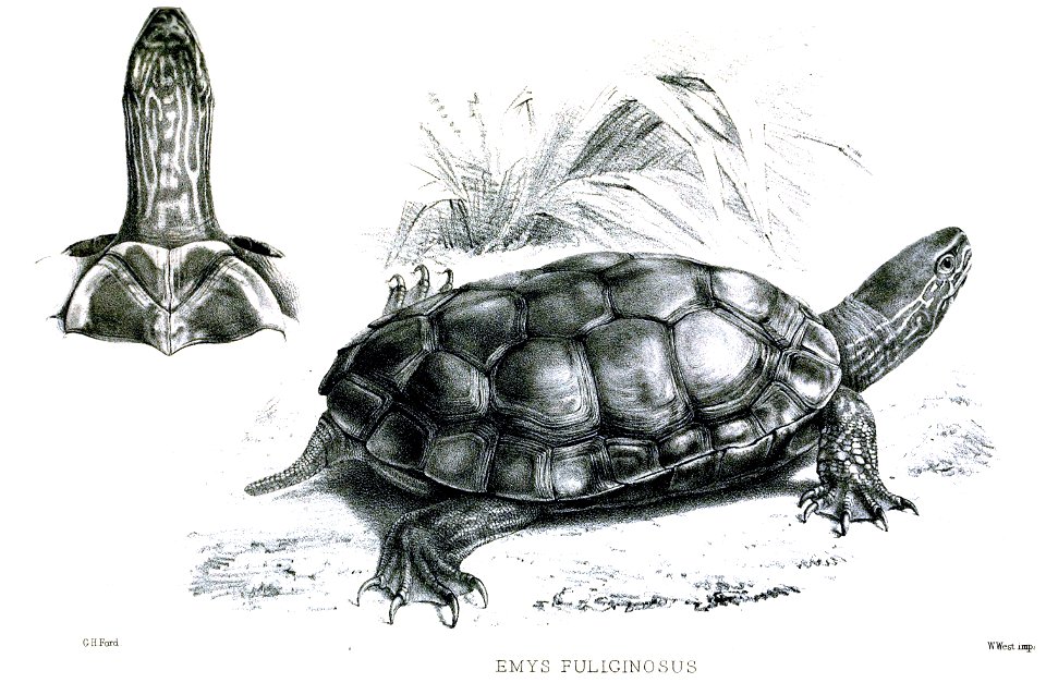 EmysFuliginosusFord