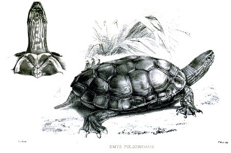EmysFuliginosusFord