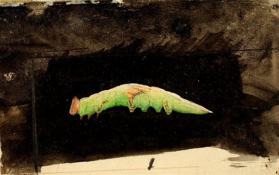Emma Beach Thayer - Larger Spotted Beach Leaf Edge Caterpillar, study for book Concealing Coloration in the Animal Kingdom - 1950.2.24A - Smithsonian American Art Museum