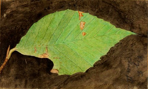 Emma Beach Thayer - Smaller Spotted Beach Leaf Edge Caterpillar, study for book Concealing Coloration in the Animal Kingdom - 1950.2.24C - Smithsonian American Art Museum