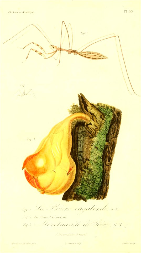 Empicoris vagabundus 1831