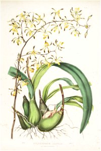 Encyclia alata (as Epidendrum alatum) - Bateman Orch. Mex. Guat. pl. 18 (1842)