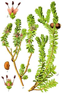 Empetrum nigrum Sturm22