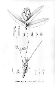 Encyclia bracteata (as Epidendrum bracteatum) -and Epidendrum paranaense (as Epidendrum imbricatum Lindl.)-Fl.Br.3-5-14