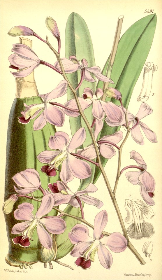 Encyclia dichroma (as Epidendrum dichromum var. amabile) - Curtis' 91 (Ser. 3 no. 21) pl. 5491 (1865)