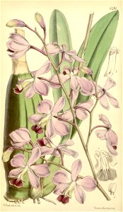 Encyclia dichroma (as Epidendrum dichromum var. amabile) - Curtis' 91 (Ser. 3 no. 21) pl. 5491 (1865)