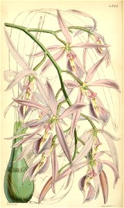 Encyclia adenocaula (as Epidendrum verrucosum) - Curtis' 77 (Ser. 3 no. 7) pl. 4606 (1851)
