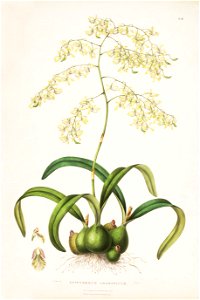 Encyclia incumbens (as Epidendrum aromaticum) - Bateman Orch. Mex. Guat. pl. 10 (1842)