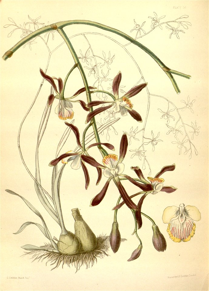 Encyclia alata subsp. alata Paxton 030