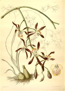 Encyclia alata subsp. alata Paxton 030
