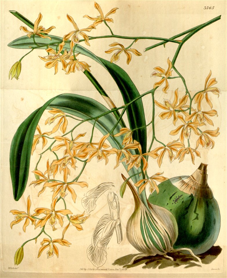 Encyclia candollei (as Epidendrum cepiforme) - Curtis' 66 (N.S. 13) pl. 3765 (1840)