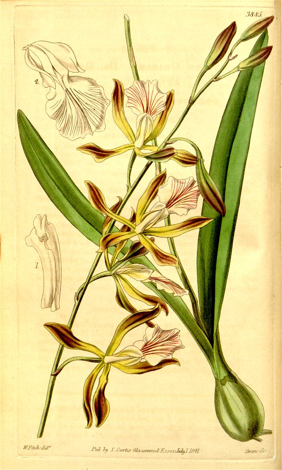 Encyclia phoenicea (as Epidendrum grahamii, spelled grahami) - Curtis' 68 (N.S. 15) pl. 3885 (1842)