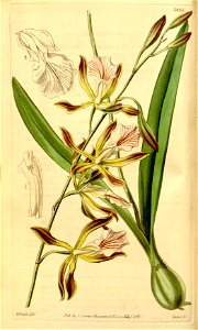 Encyclia phoenicea (as Epidendrum grahamii, spelled grahami) - Curtis' 68 (N.S. 15) pl. 3885 (1842). Free illustration for personal and commercial use.