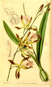 Encyclia phoenicea (as Epidendrum grahamii, spelled grahami) - Curtis' 68 (N.S. 15) pl. 3885 (1842)