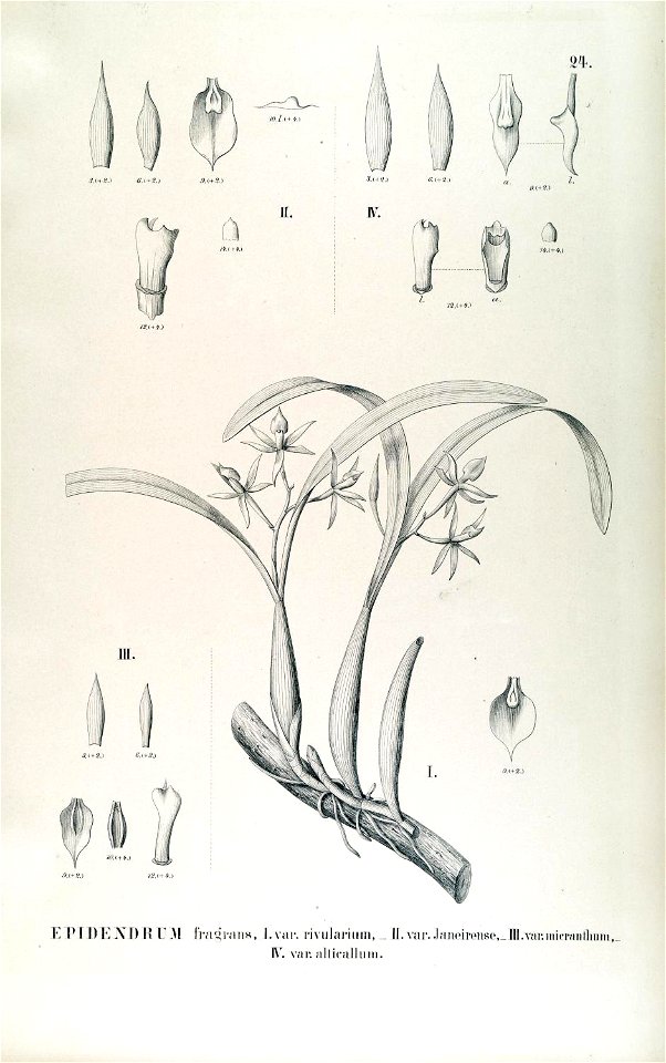 Encyclia fragrans . . . . . .Flora Brasiliensis 3-5-24