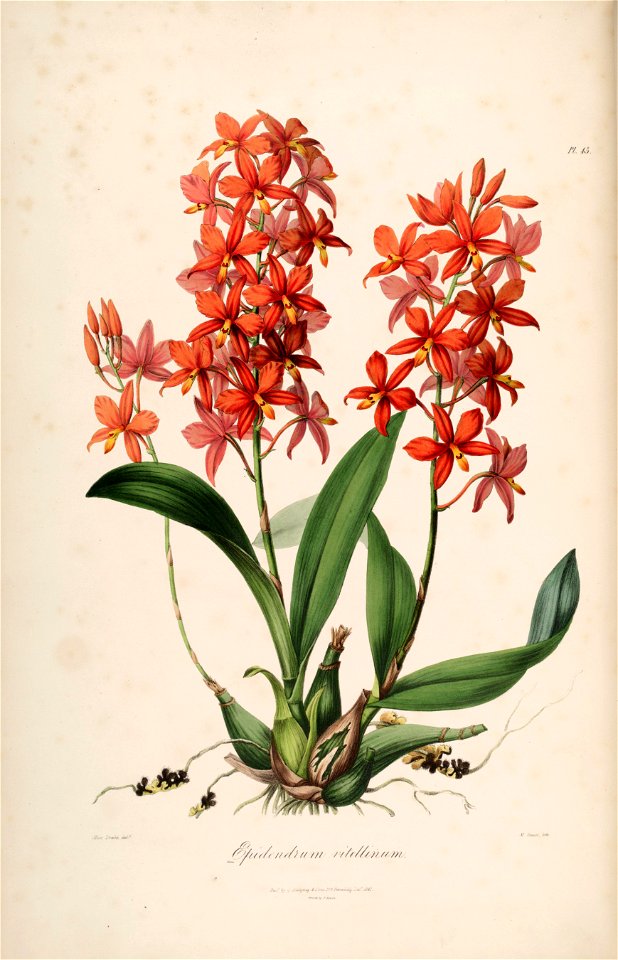 Encyclia vitellina RHS