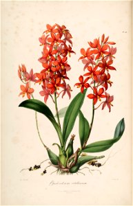 Encyclia vitellina RHS