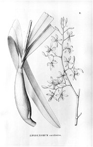 Encyclia oncidioides (as Epidendrum oncidioides) - Fl.Br.3-5-11
