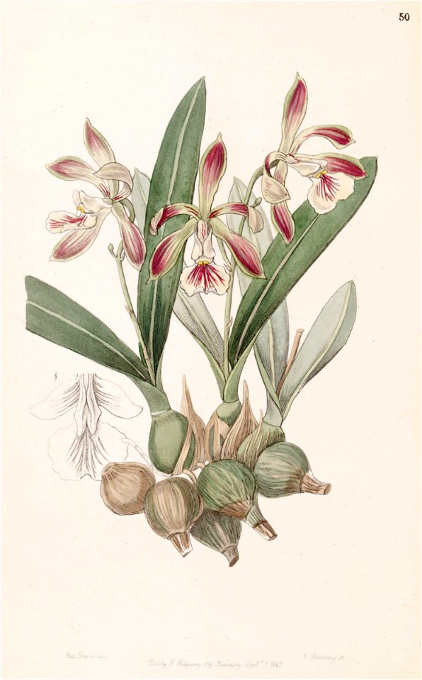 Encyclia pyriformis (as Epidendrum pyriforme) - Edwards vol 33 (NS 10) pl 50 (1847)