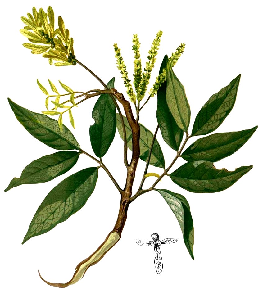 Engelhardtia spicata Blanco2.387-cropped