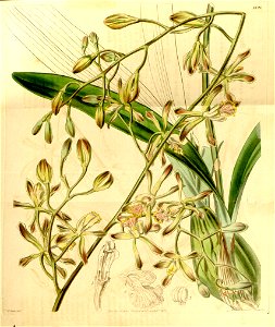 Encyclia alata subsp. alata (as Epidendrum calocheilum) - Curtis' 68 (N.S. 15) pl. 3898 (1842). Free illustration for personal and commercial use.