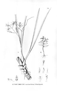 Encyclia flava (as Epidendrum conchichilum) - Epidendrum strobiliferum (as Epidendrum rodriguesii) - Fl.Br.3-5-13