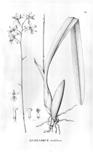 Encyclia oncidioides (as Epidendrum longifolium) - Fl.Br.3-5-18