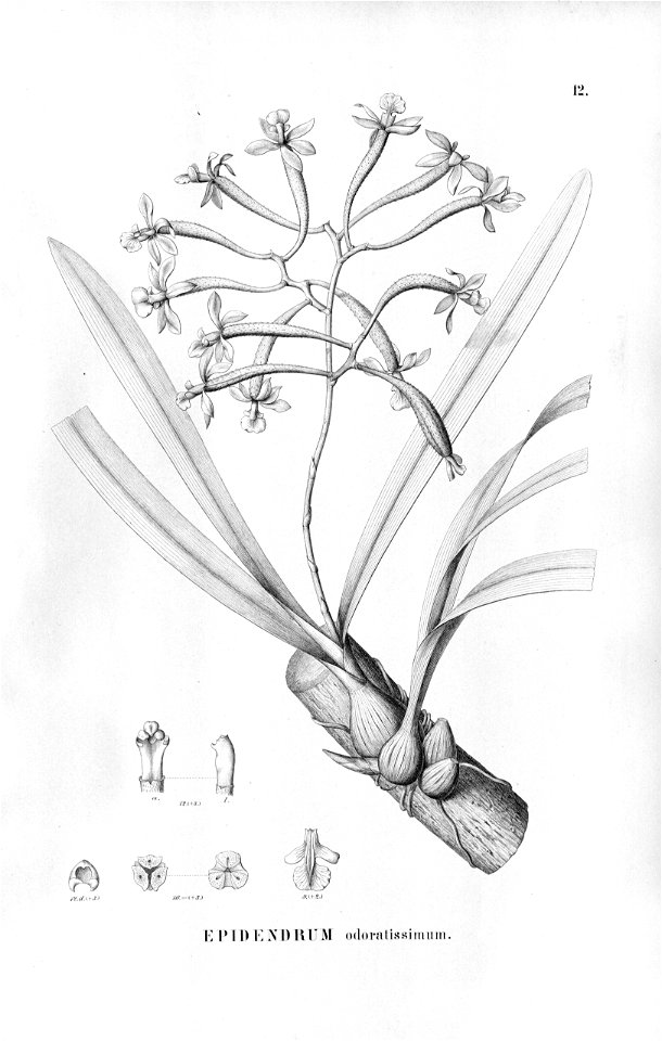 Encyclia patens (as syn. Epidendrum odoratissimum) - Fl.Br.3-5-012