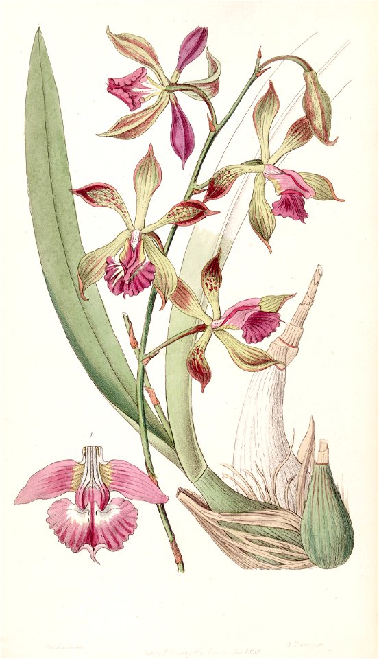 Encyclia plicata (as Epidendrum plicatum) - Edwards vol 33 (NS 10) pl 35 (1847)