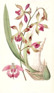 Encyclia plicata (as Epidendrum plicatum) - Edwards vol 33 (NS 10) pl 35 (1847)