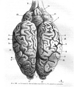 EncephaleCv1Chauveau1890MeyCh