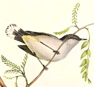 Gerygone igata Hullmandel
