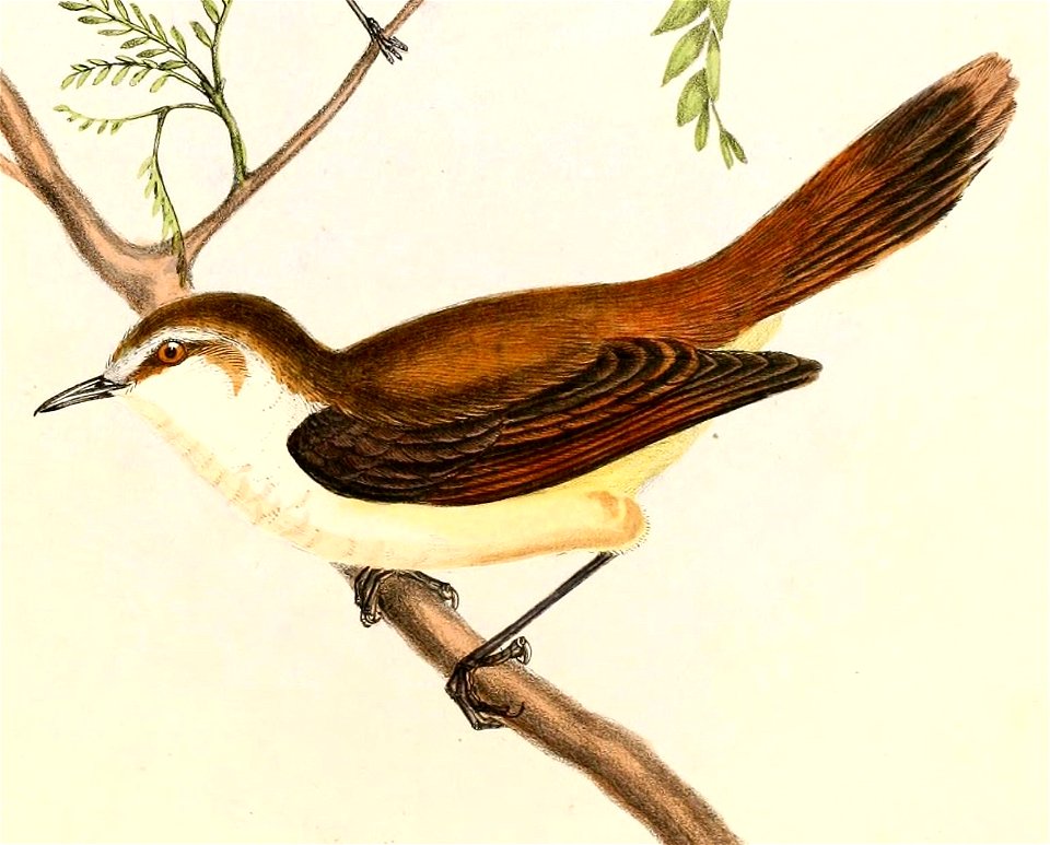 Gerygone albofrontata Hullmandel