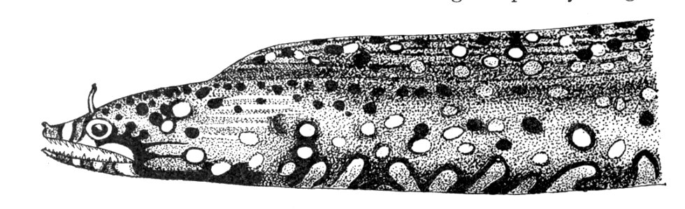 Enchelycorepardalis