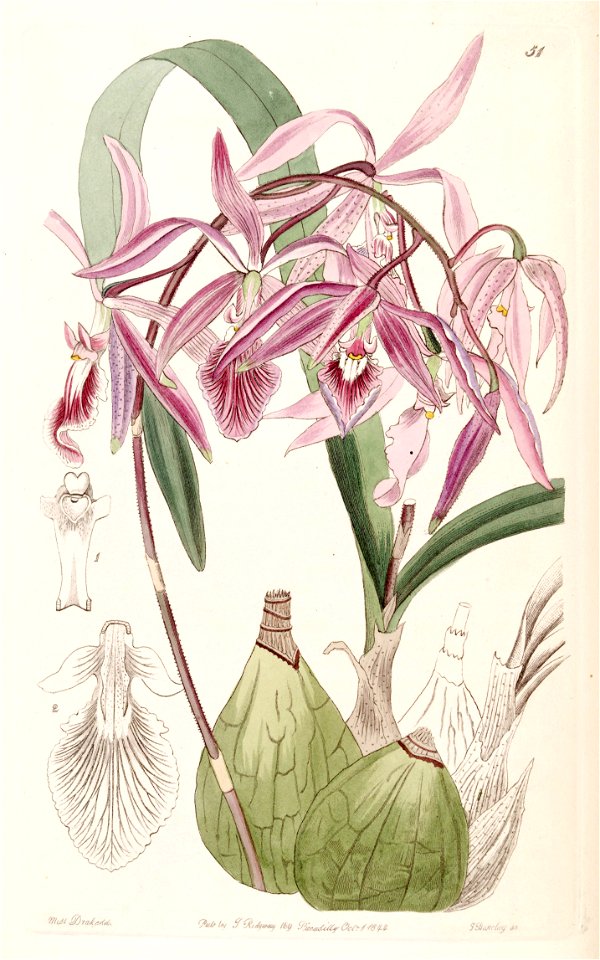 Encyclia adenocaula (as Epidendrum verrucosum) - Edwards vol 30 (NS 7) pl 51 (1844)