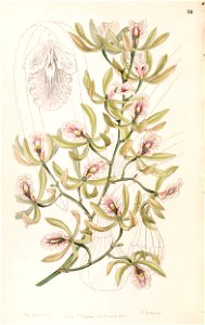 Encyclia ambigua (as Epidendrum alatum) - Edwards vol 33 (NS 10) pl 53 (1847)