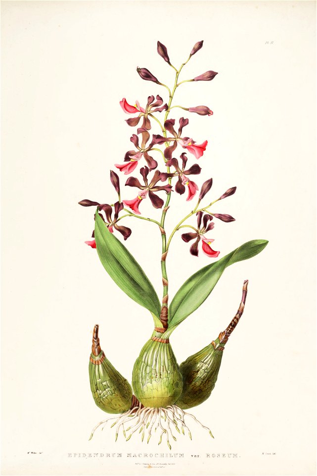 Encyclia cordigera (as Epidendrum macrochilum var. roseum) - Bateman Orch. Mex. Guat. pl. 17 (1842)