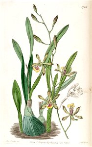 Encyclia gracilis (as syn. ''Epidendrum gracile'') - Edwards vol 21 pl 1765 (1836). Free illustration for personal and commercial use.